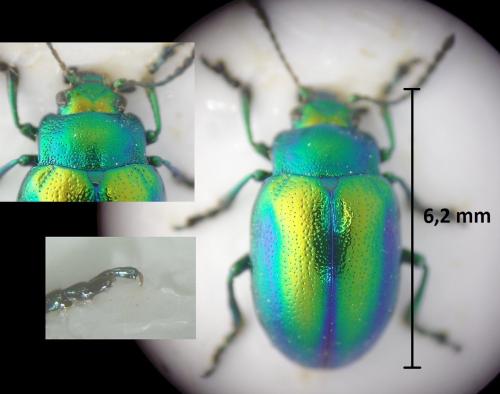 Chrysolina fastuosa